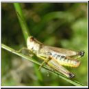 Chorthippus parallelus - Gemeiner Grashuepfer 10.jpg